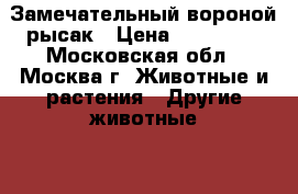 Замечательный вороной рысак › Цена ­ 120 000 - Московская обл., Москва г. Животные и растения » Другие животные   . Московская обл.,Москва г.